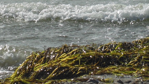 Seetang und Algen