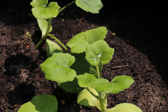 Lebensmittel selber anbauen